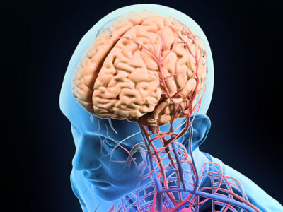 brain.shutterstock